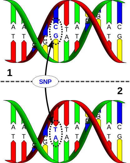 SNP_svg (63K)