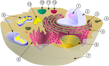 cell_svg (72K)