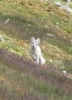 Polarräv